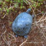 Spotted Turtle