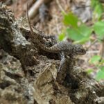 Eastern Fence Lizard