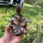 Eastern Mud Turtle