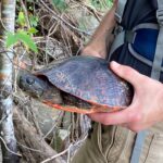 Eastern Redbelly Turtle