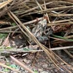 Northern Cricket Frog