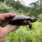 Bog Turtle