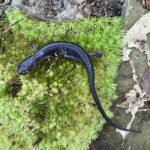 Wherle's Salamander