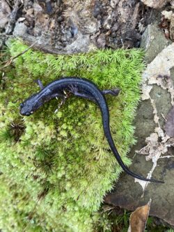 Wherle's Salamander