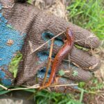 Red Salamander