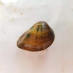 Clubshell Mussel