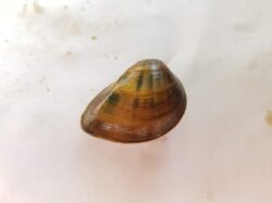 Clubshell Mussel