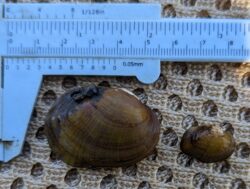 Northern Riffleshell Mussels