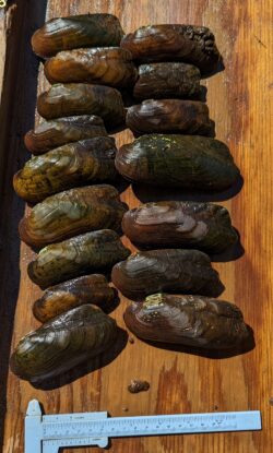 Rabbitfoot Mussels