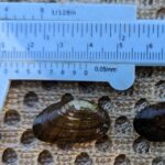 Rayedbean Mussels