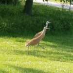 Sandhill Crane