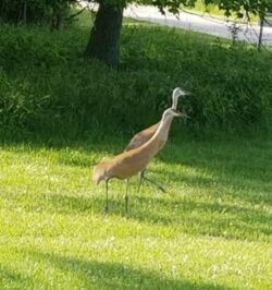 Sandhill Crane