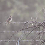 Vesper Sparrow