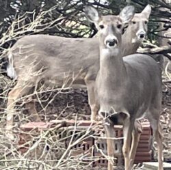 White-tail deer in Northeast Ohio