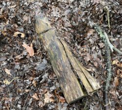 Allow downed logs to remain in an out-of-the-way area of your yard to provide food sources and shelter for animals in the cold winter months.