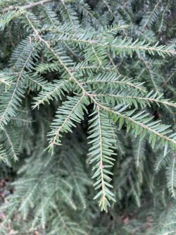 A waxy cuticle prevents evergreen trees from losing their leaves in the winter.