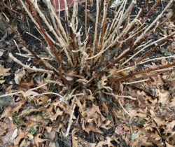 Unpruned Hydrangea in Small Leaf Pile