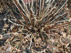 Unpruned Hydrangea in Small Leaf Pile