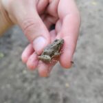 Blanchard's Cricket Frog