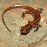 Cave Salamander