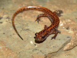 Cave Salamander