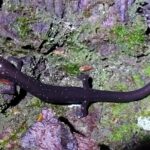 Cheat Mountain Salamander