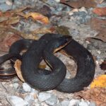 Copperbelly Watersnake