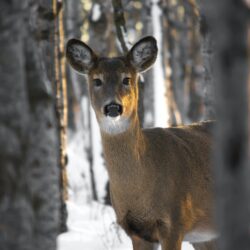 Deer Stands in Snowy Forest