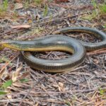 Eastern Glass Lizard