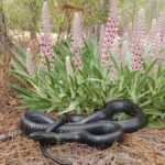 Eastern Indigo Snake