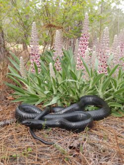 Eastern Indigo Snake