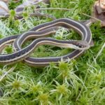 Eastern Ribbonsnake