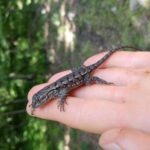 Fence Lizard