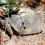 Gopher Tortoise