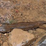 Hellbender