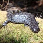 Mabee's Salamander
