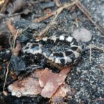 Marbled Salamander