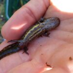 Mole Salamander