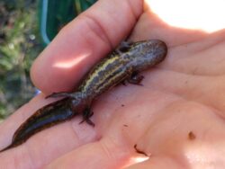 Mole Salamander