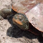 Northern Map Turtle