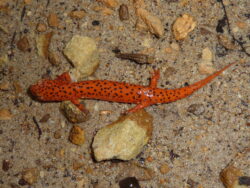 Northern Red Salamander