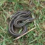 Plains Gartersnake