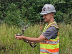 EnviroScience Herpetologist Rex Everett Handles Snake in Pennsylvania