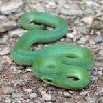 Smooth Greensnake