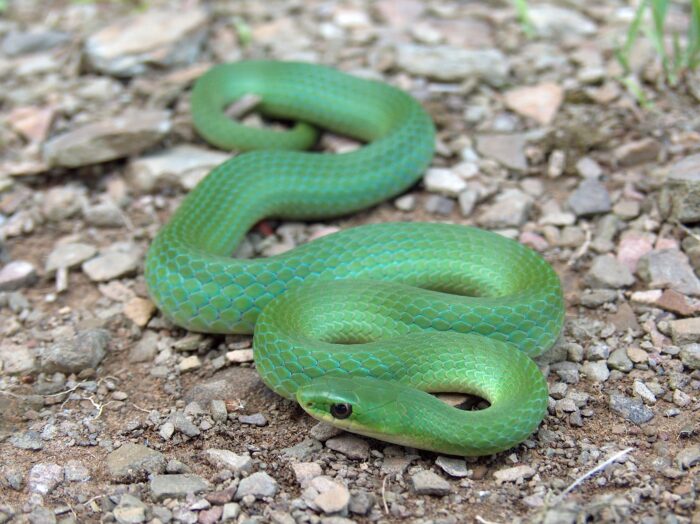 Smooth Greensnake