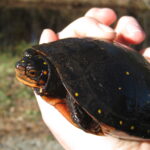 Spotted Turtle