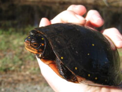 Spotted Turtle