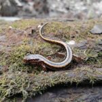 Three-lined Salamander