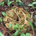 Timber Rattlesnake