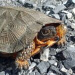 Wood Turtle